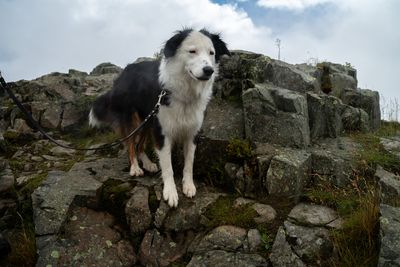 Hund im Harz